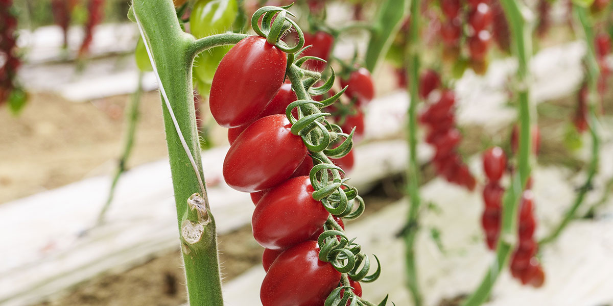 Kinino RZ F1: il valore del datterino firmato Rijk Zwaan